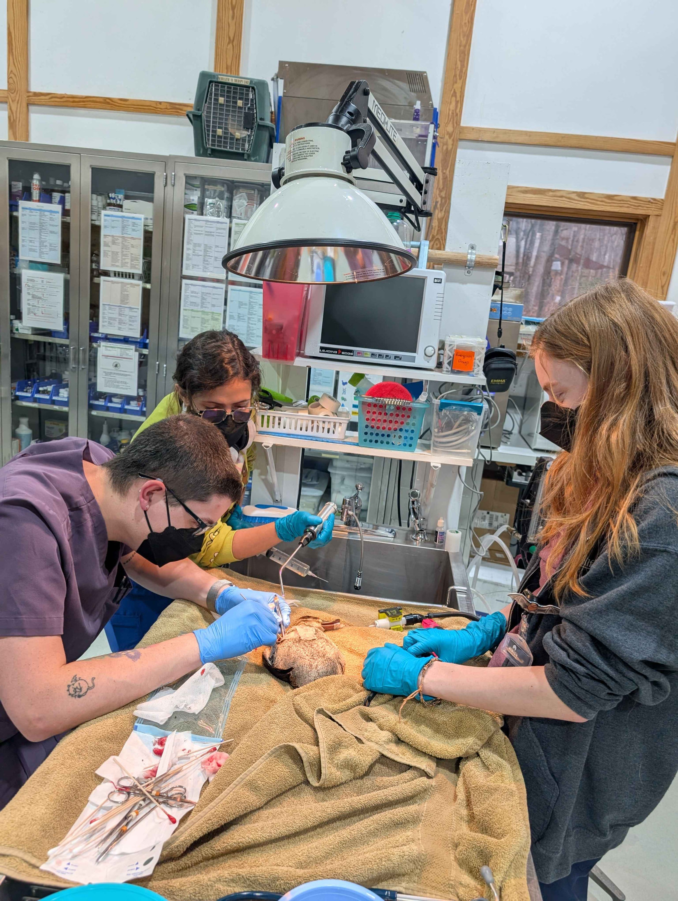 Hospital staff performs surgery on Ruddy Duck patient