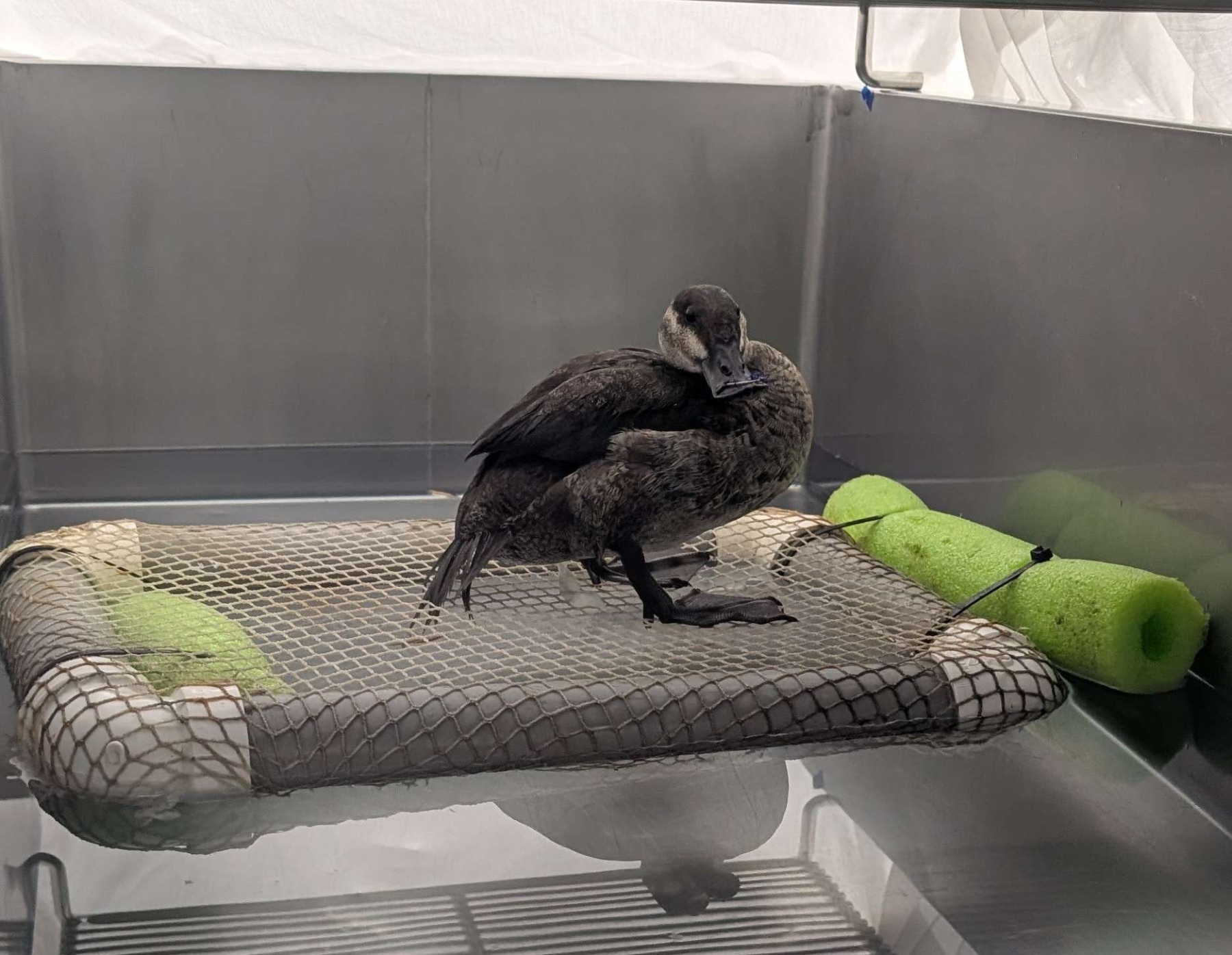 Ruddy Duck patient in enclosure with water