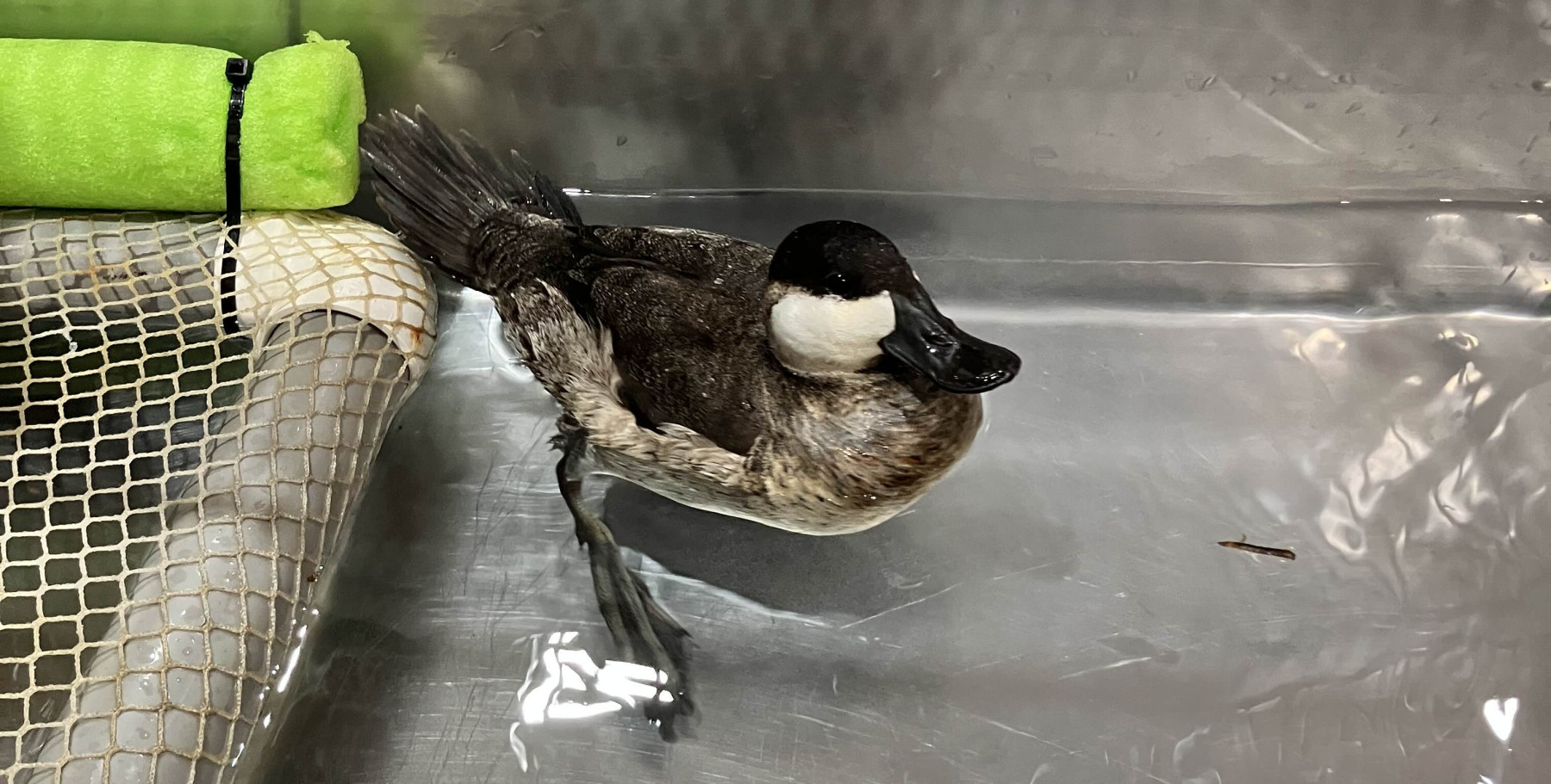 Ruddy Duck patient swimming in water