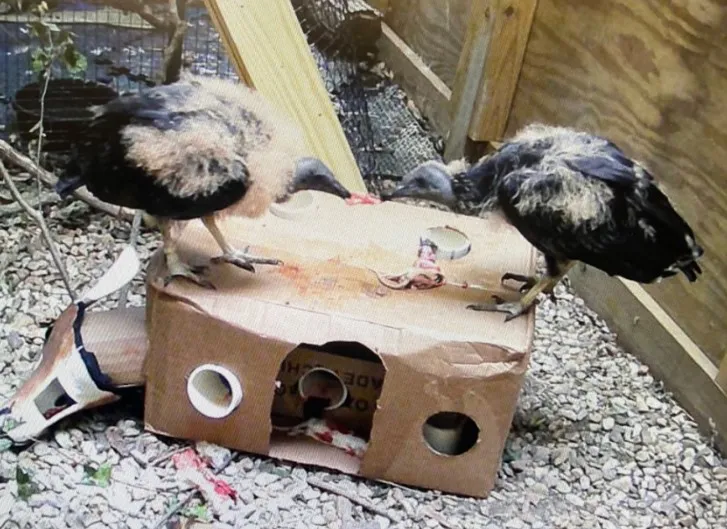 Two young vultures on top of a fake deer carcass eating meat