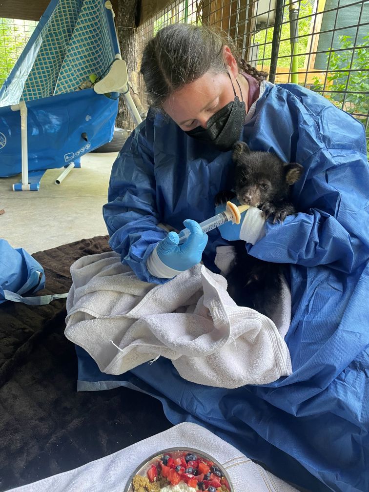 Sarah Densmore bottle feeding a black bear cub