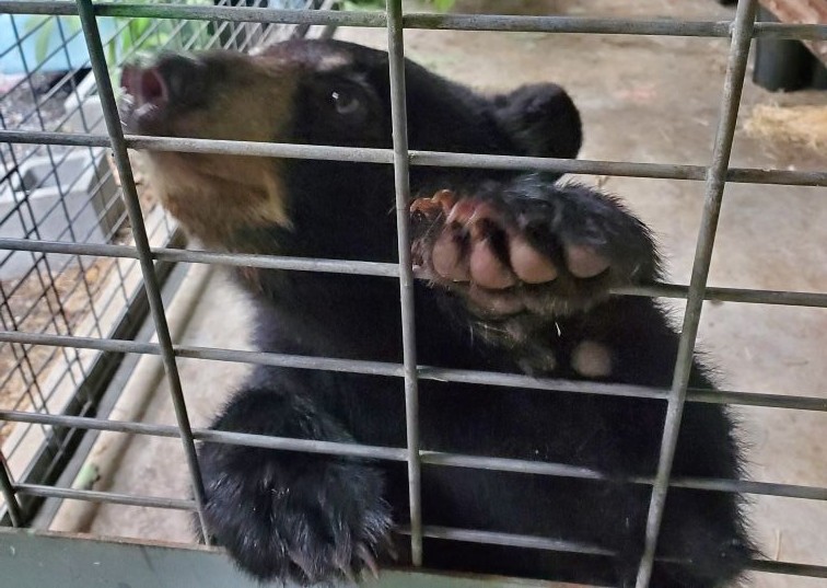 Black Bear cub in enclosure