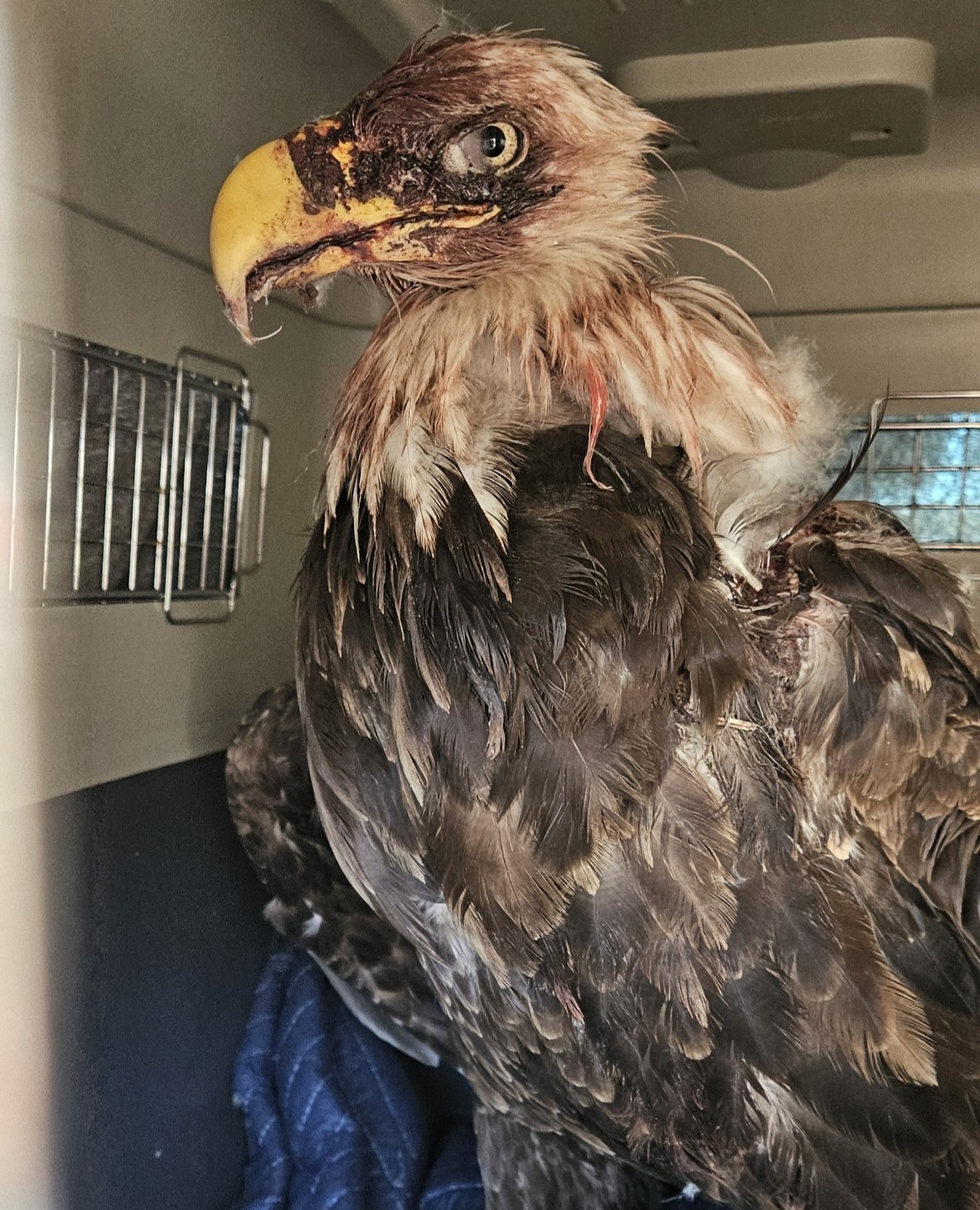 Bald Eagle patient in crate, injured on admission