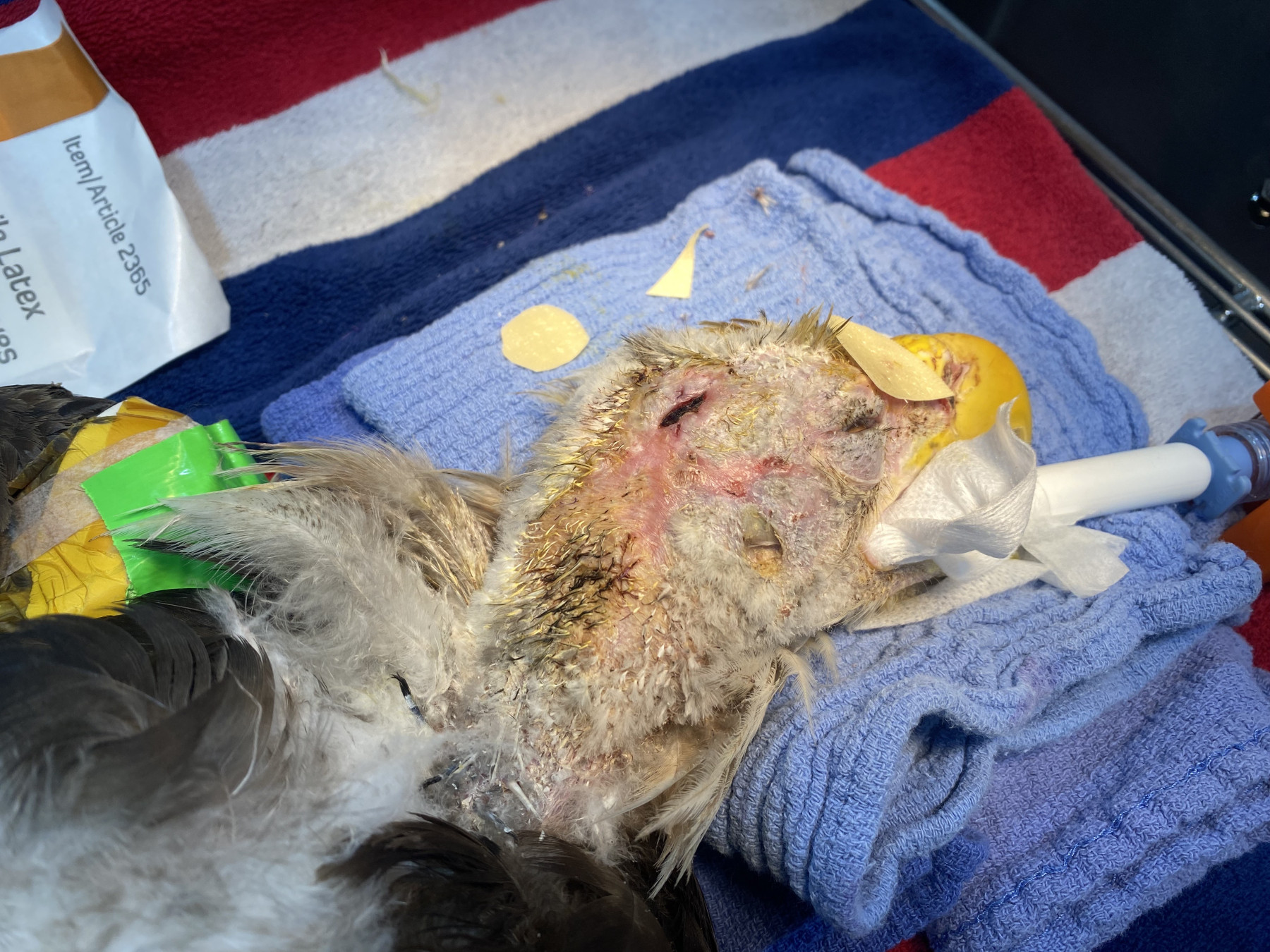 Bald Eagle patient anesthetized during procedure