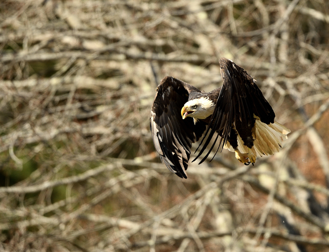 A Bald Eagle flies free