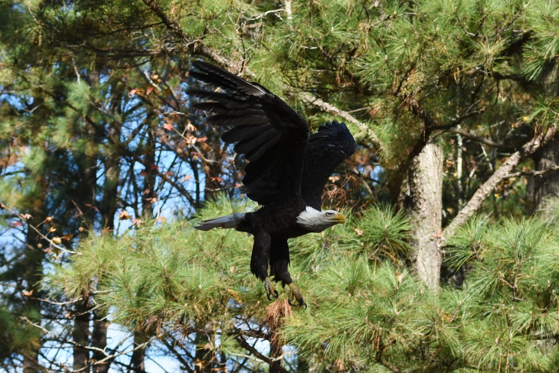 A Bald Eagle flies free.