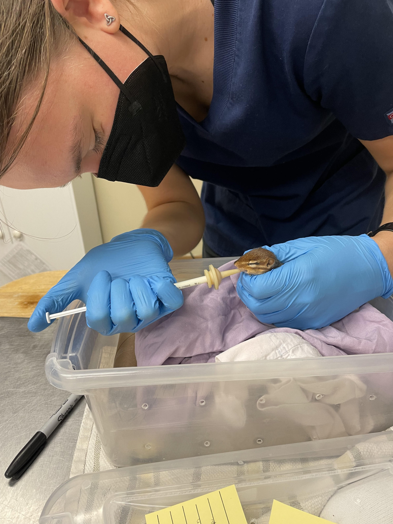 Rehab extern Jessie syringe feeding a baby chipmunk