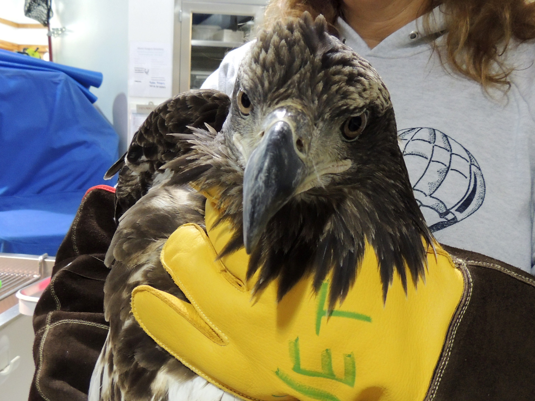 Bald Eagle BP39 Portrait