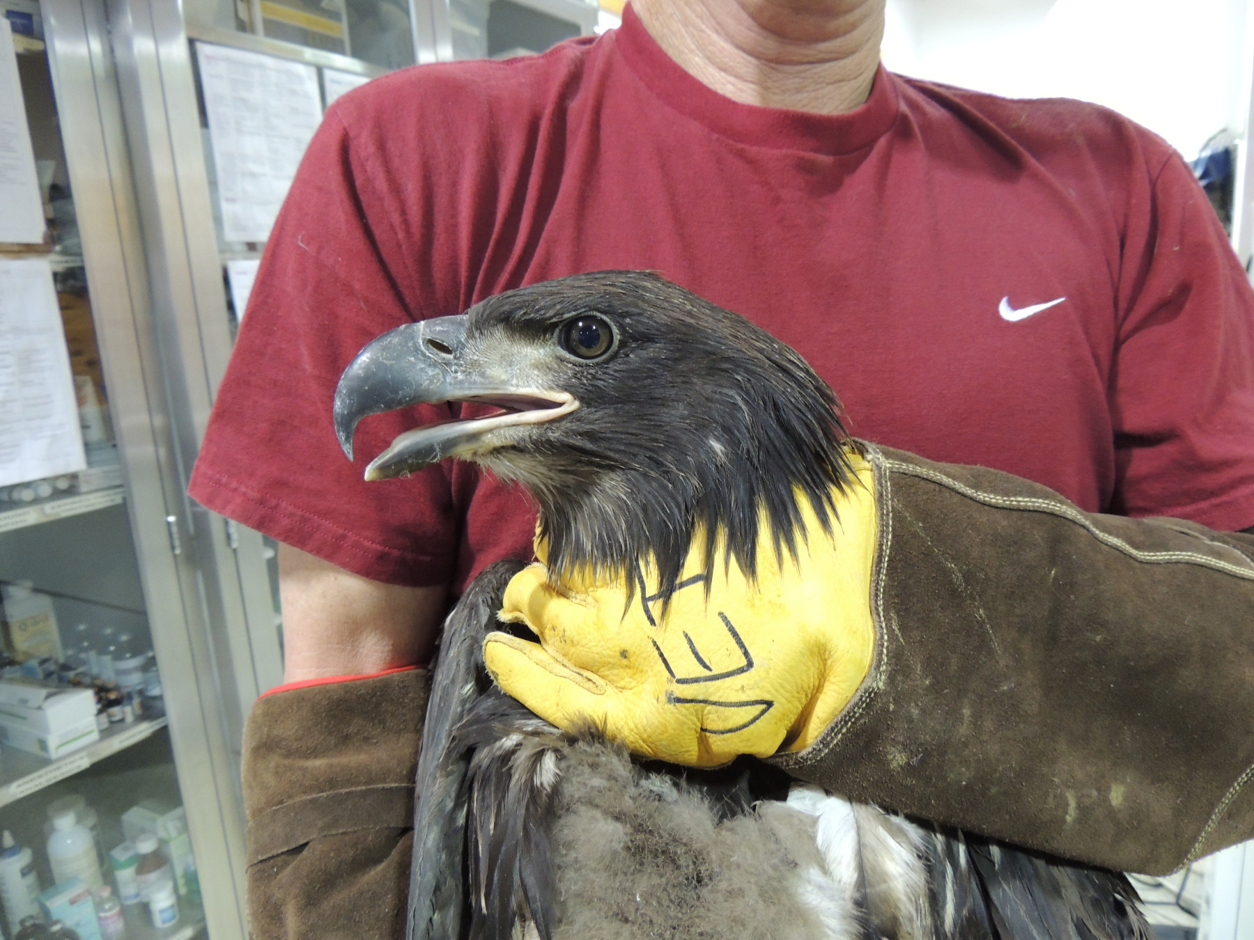 Bald Eagle BI78 Portrait