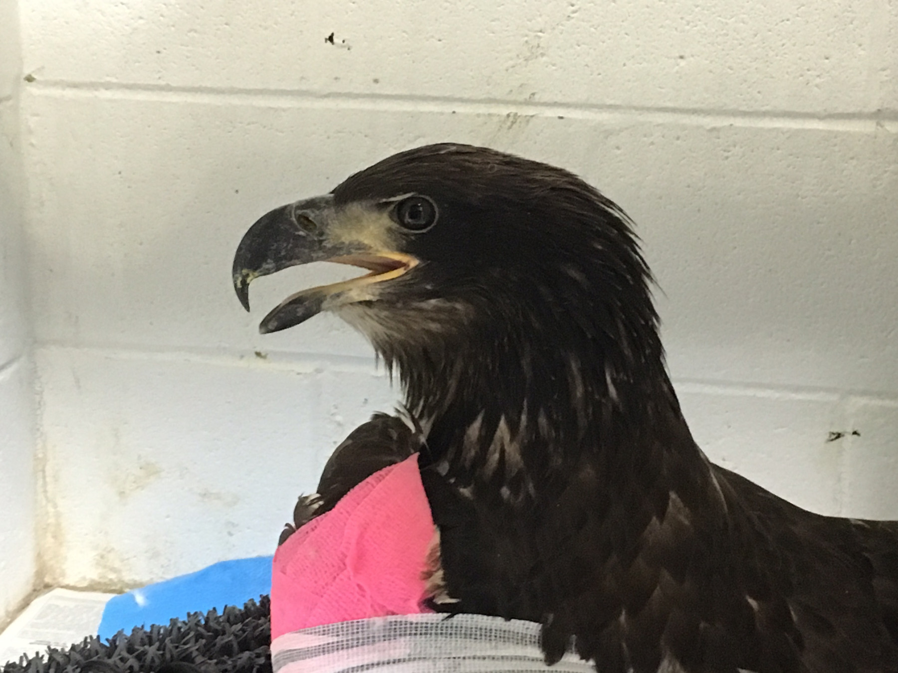 Bald Eagle BP28 Portrait