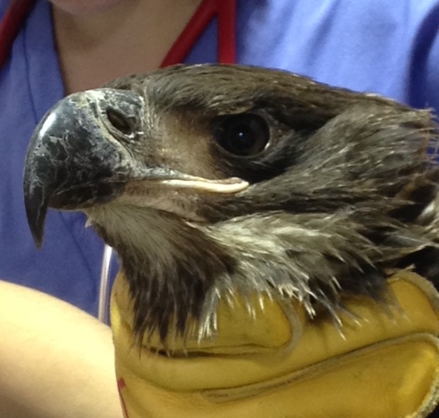 Bald Eagle GW91 Portrait