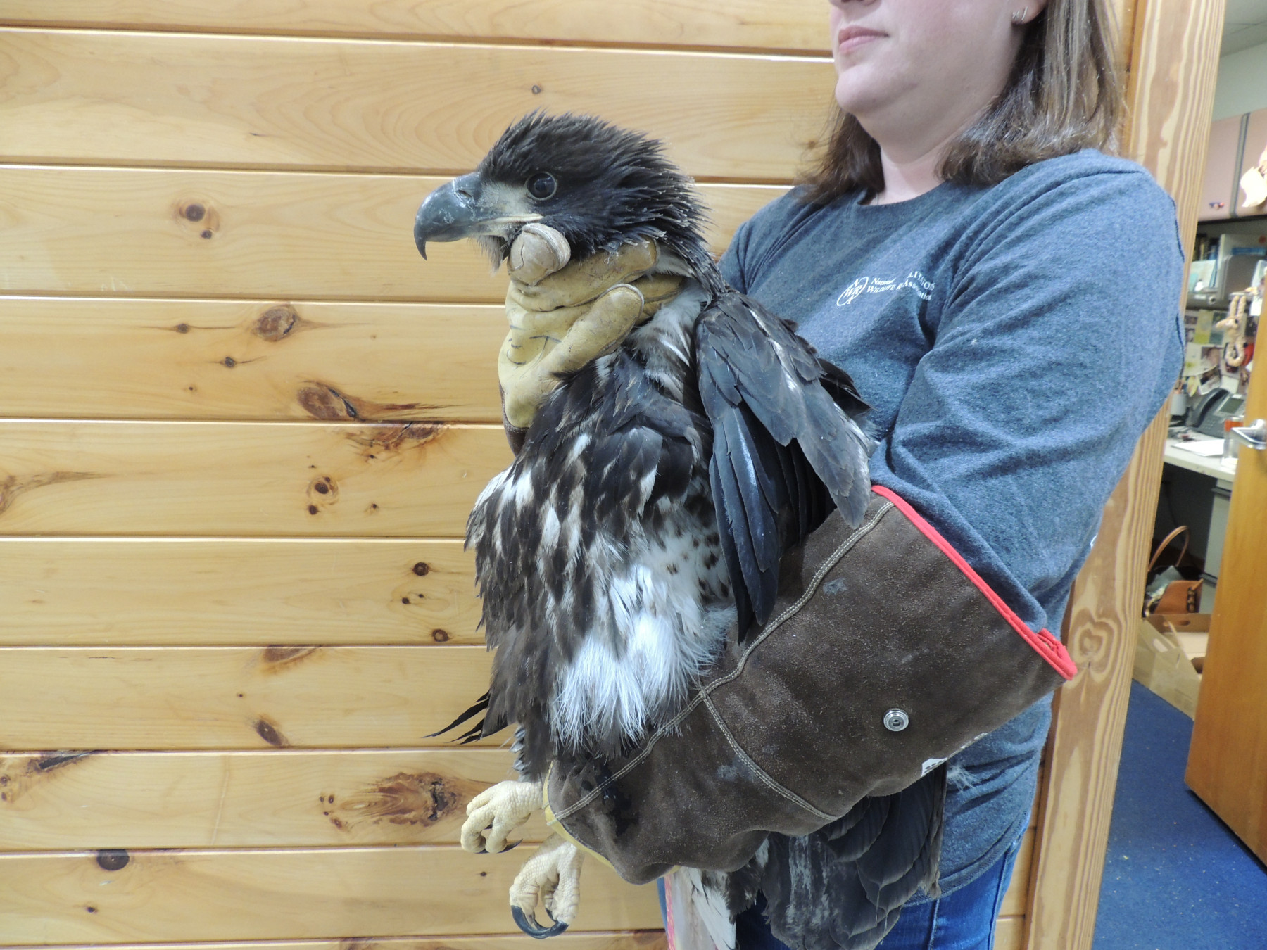 Bald Eagle MN18