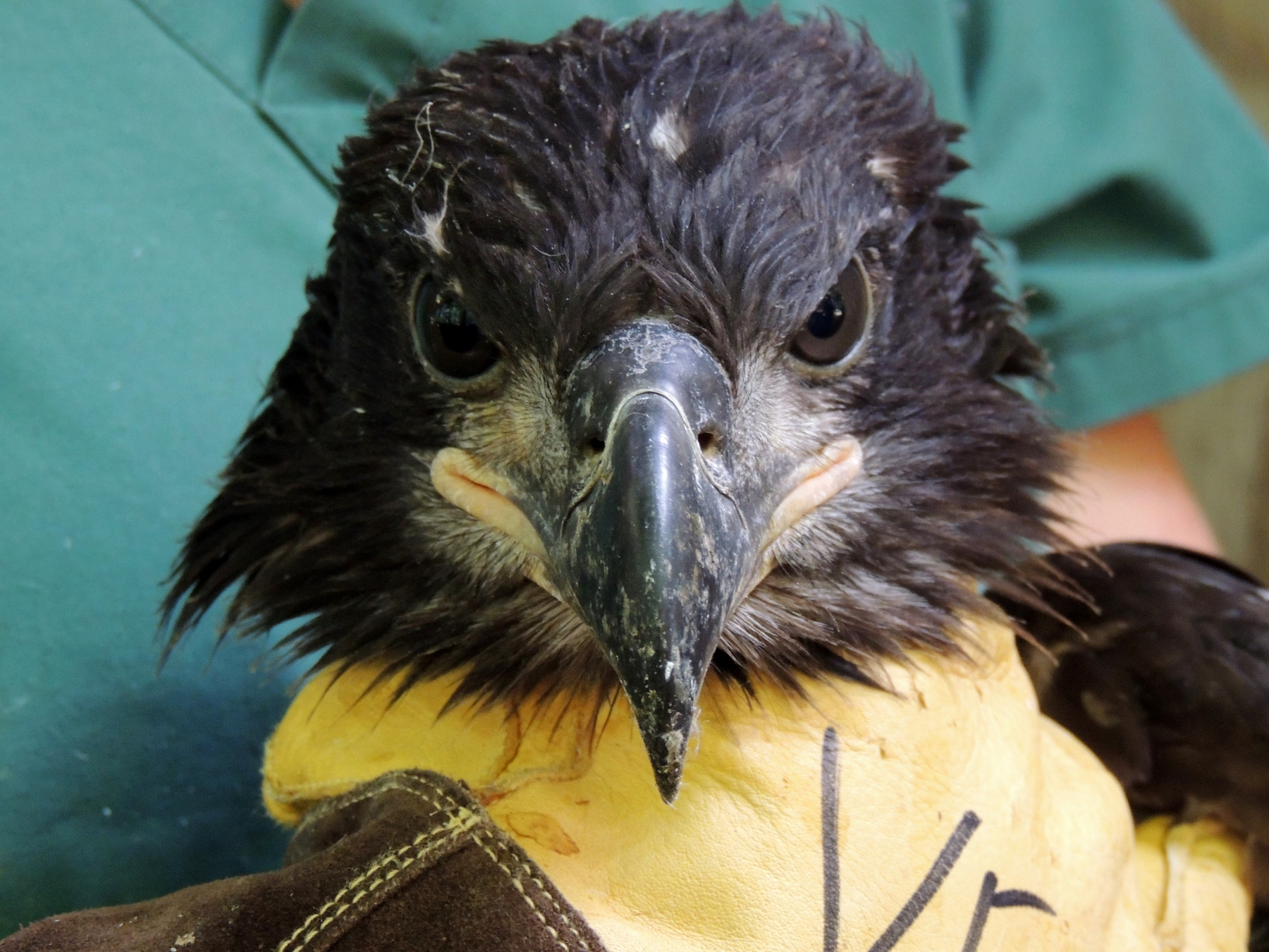 Bald Eagle SML52 portrait