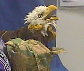 Bald Eagle YR73 Portrait