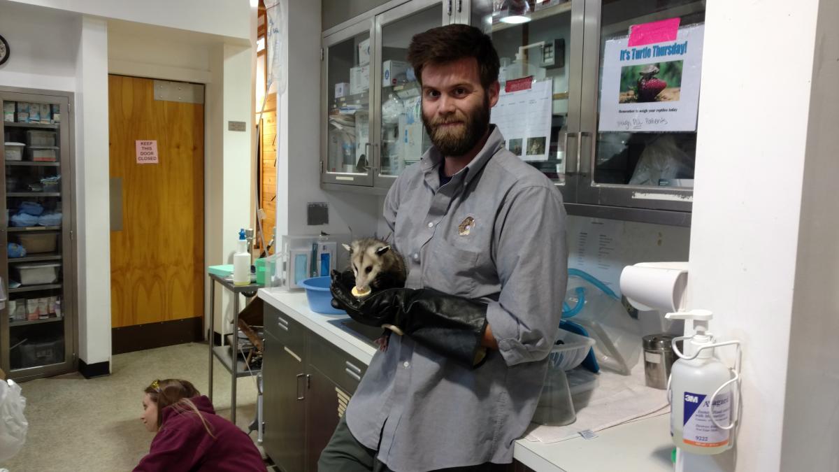 With an opossum ambassador in the Wildlife Center clinic