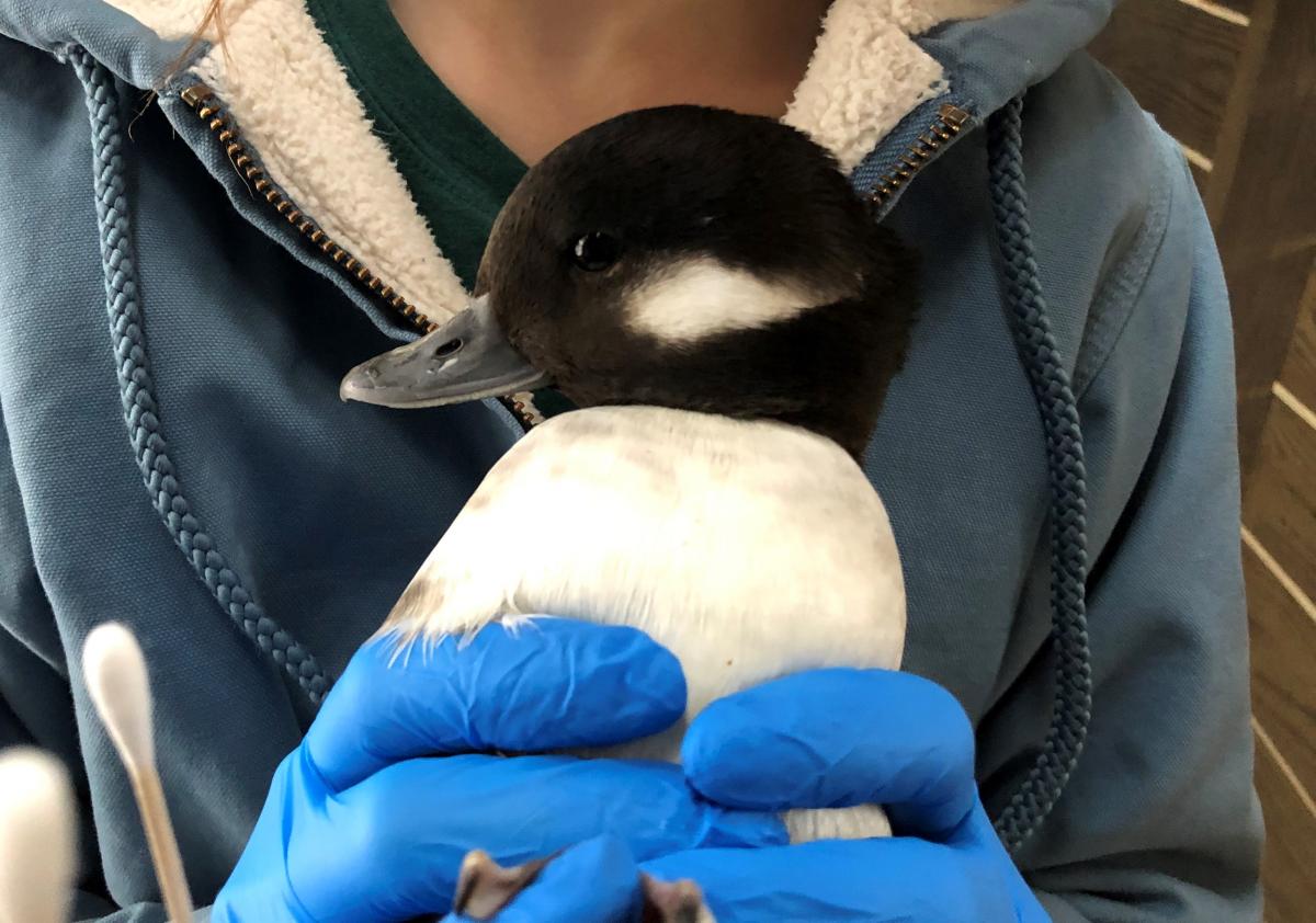 Holding a Bufflehead
