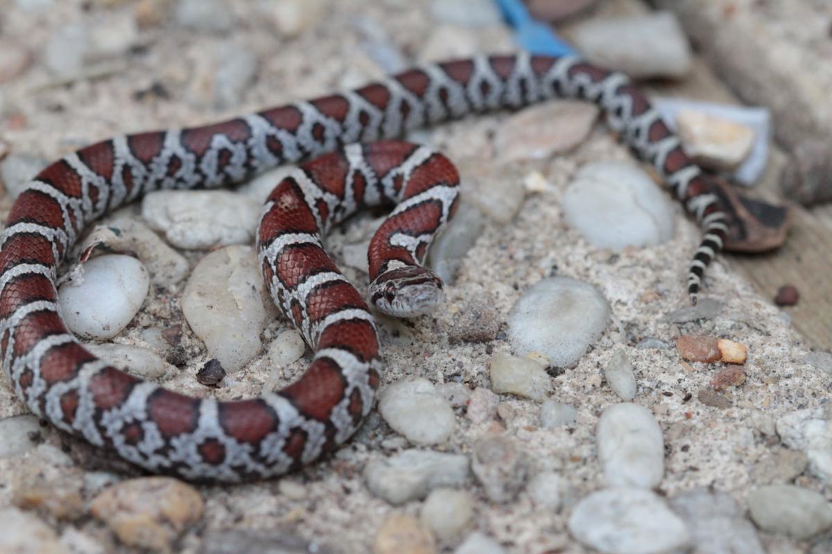 A snake with red spots