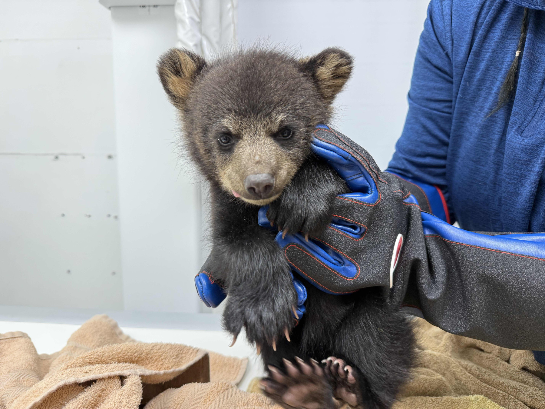 A bear cub in gloved hands