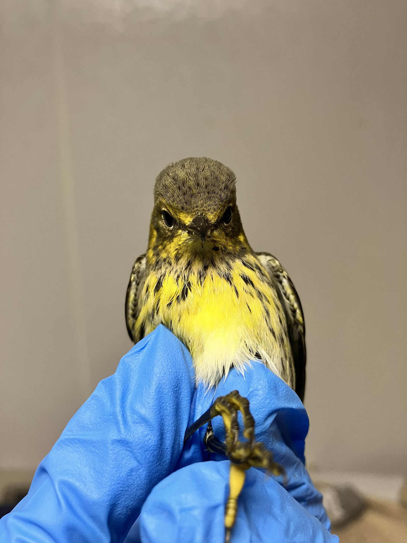 A Cape May Warbler being held in a blue-gloved hand and facing the camera.