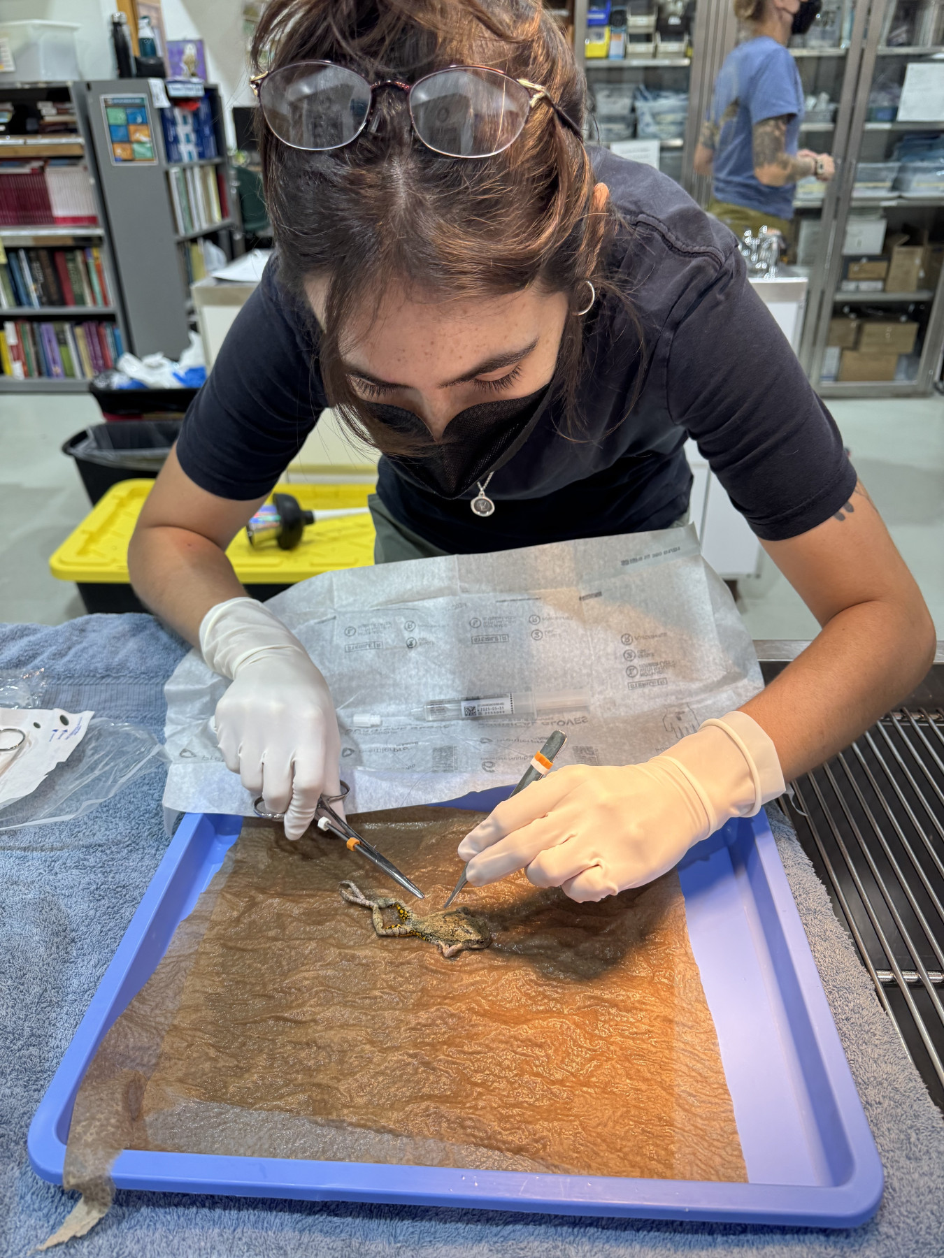 Dr. Liv performs surgery on a frog patient