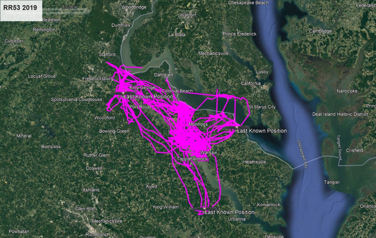 Bald Eagle RR53 Route 2019
