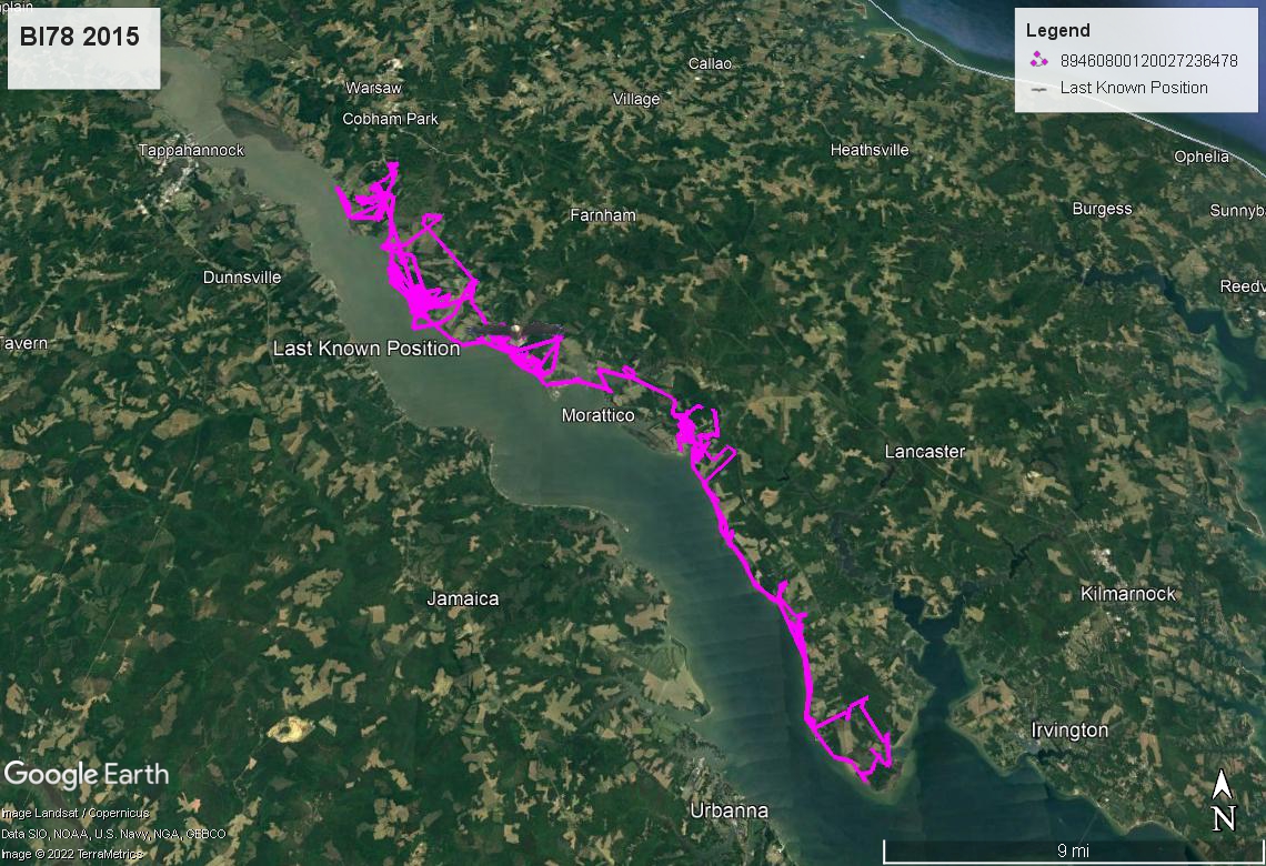 Bald eagle BI78 route in 2015