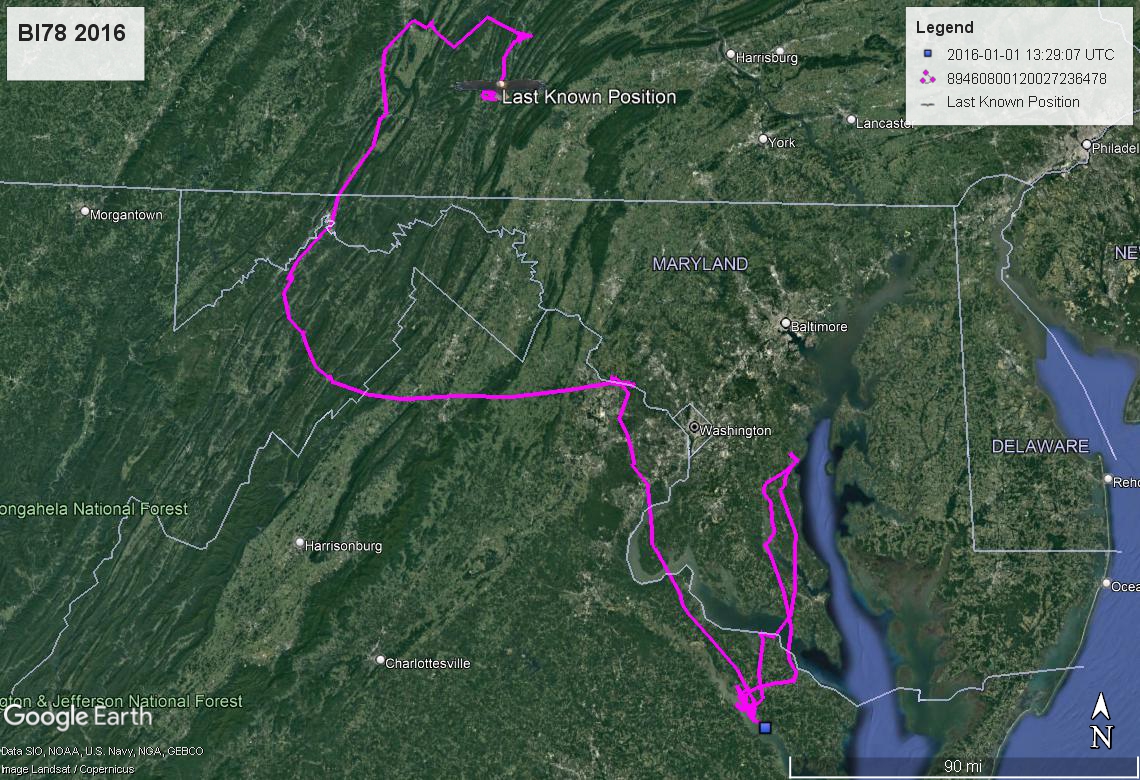 Bald eagle BI78 route in 2016