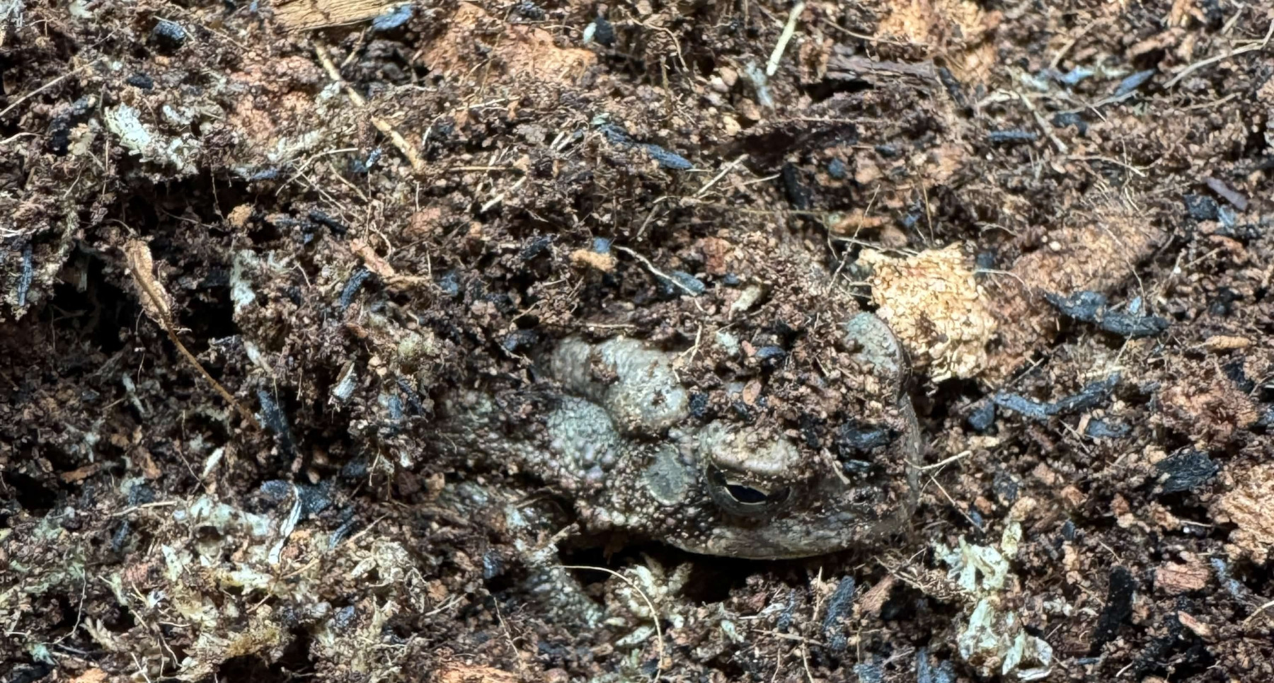 Toad patient buried in dirt in his enclosure