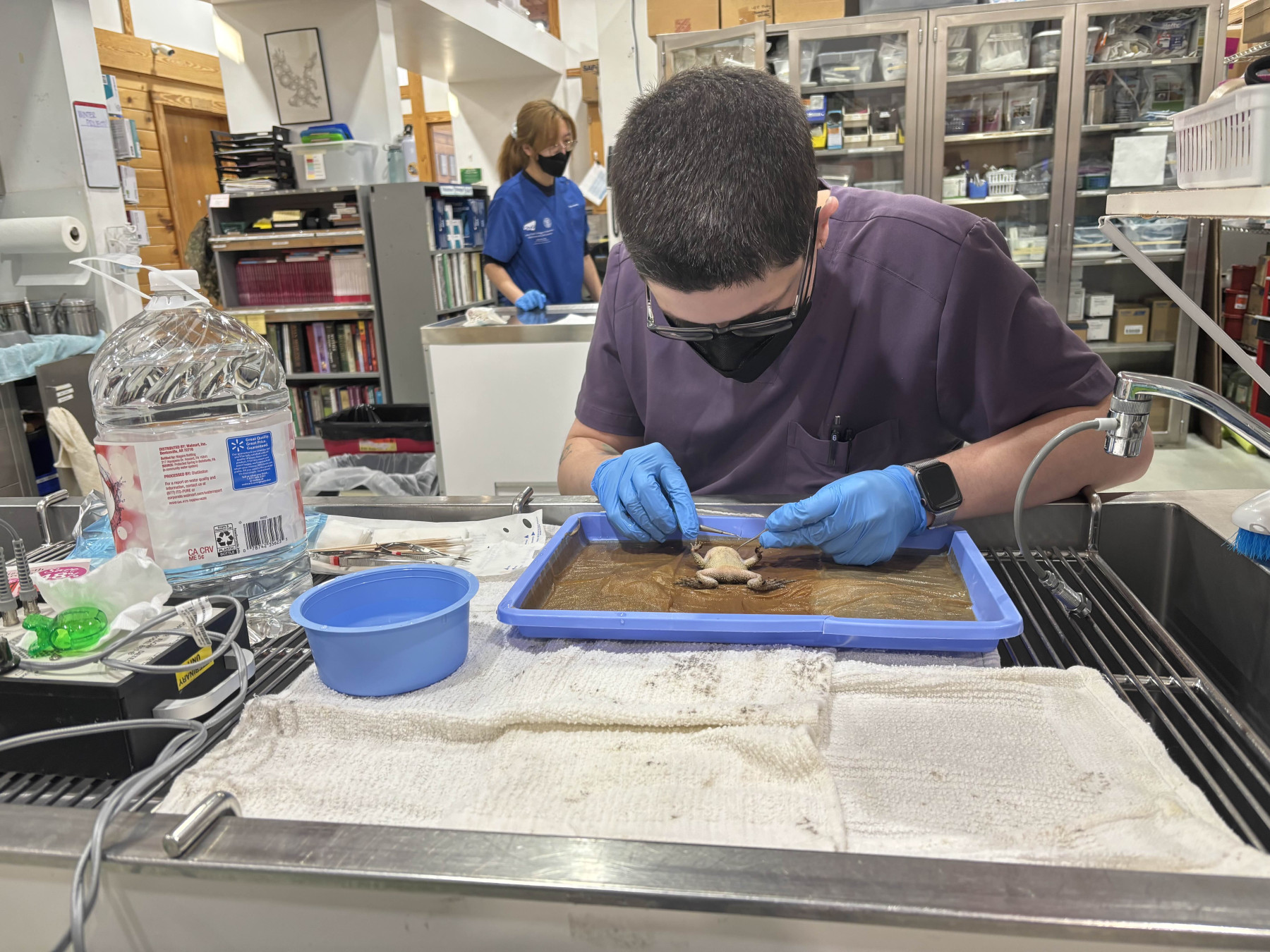 Dr. Zack performs surgery on Eastern American Toad patient