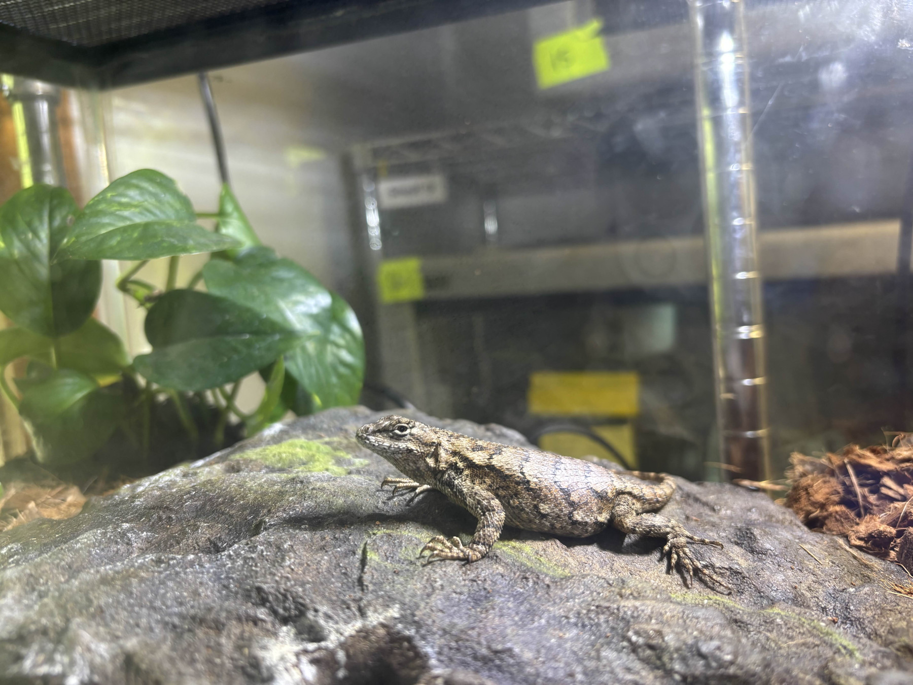 Fence Lizard resting on a rock in its enclosure 