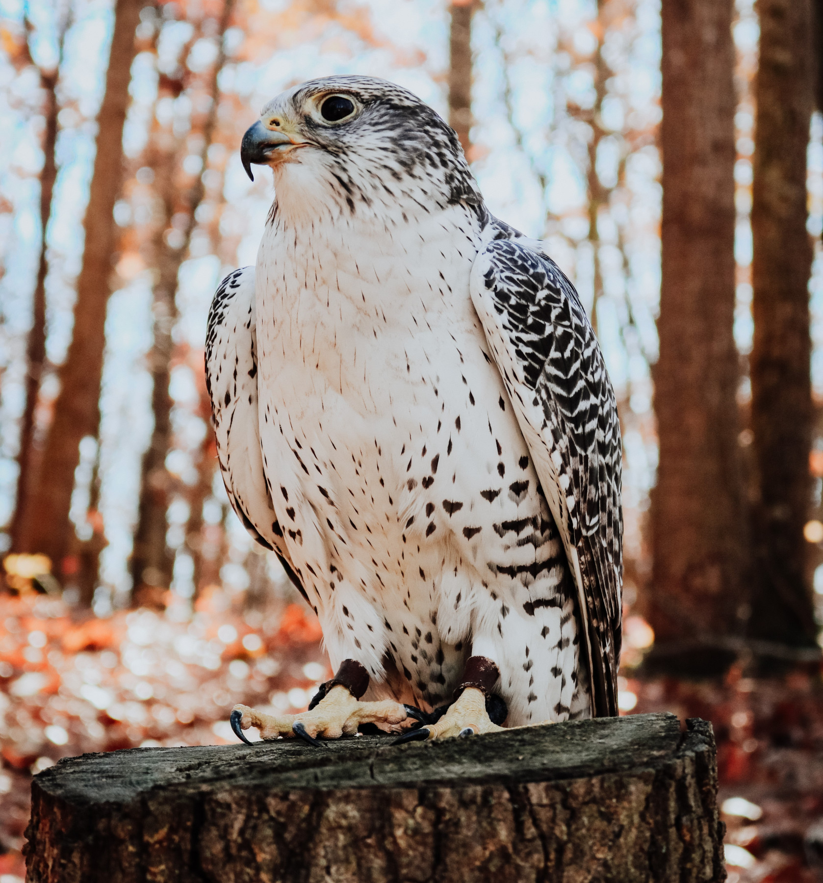 A Gyrfalcon perched on a tree stump with orange fall foliage in the background.