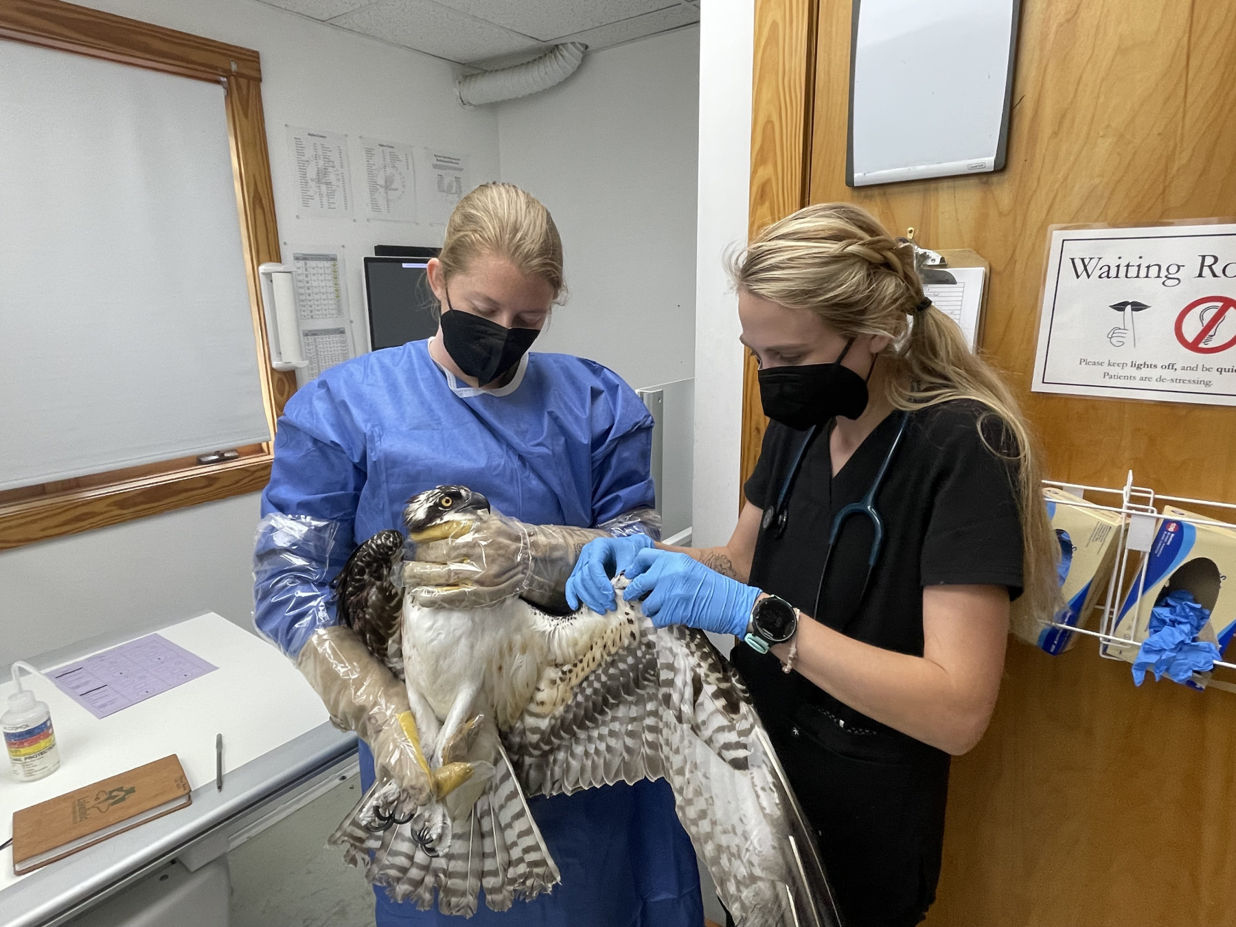 Vet students examining an Osprey patient 