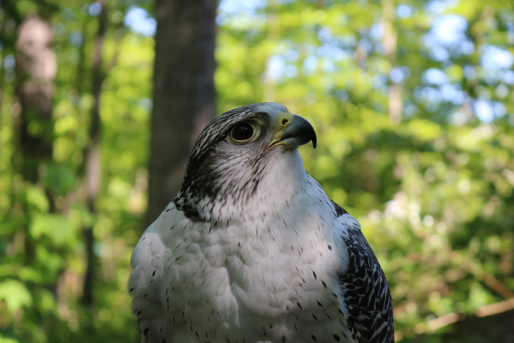 A Gyrfalcon looking to the right with a green forest in the background.
