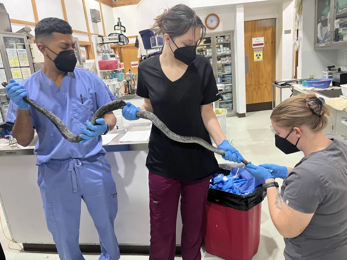 Volunteers help to hold a snake patient