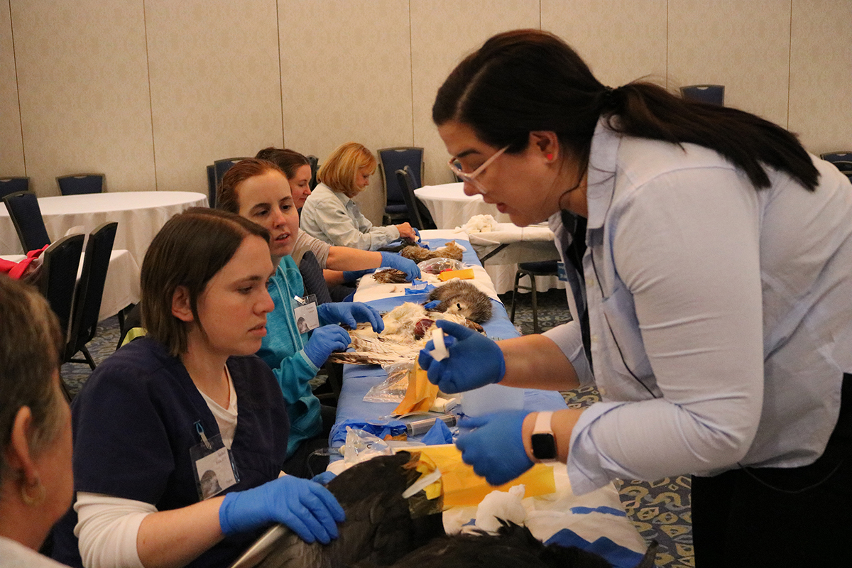 Instructor and students examining animal corpses