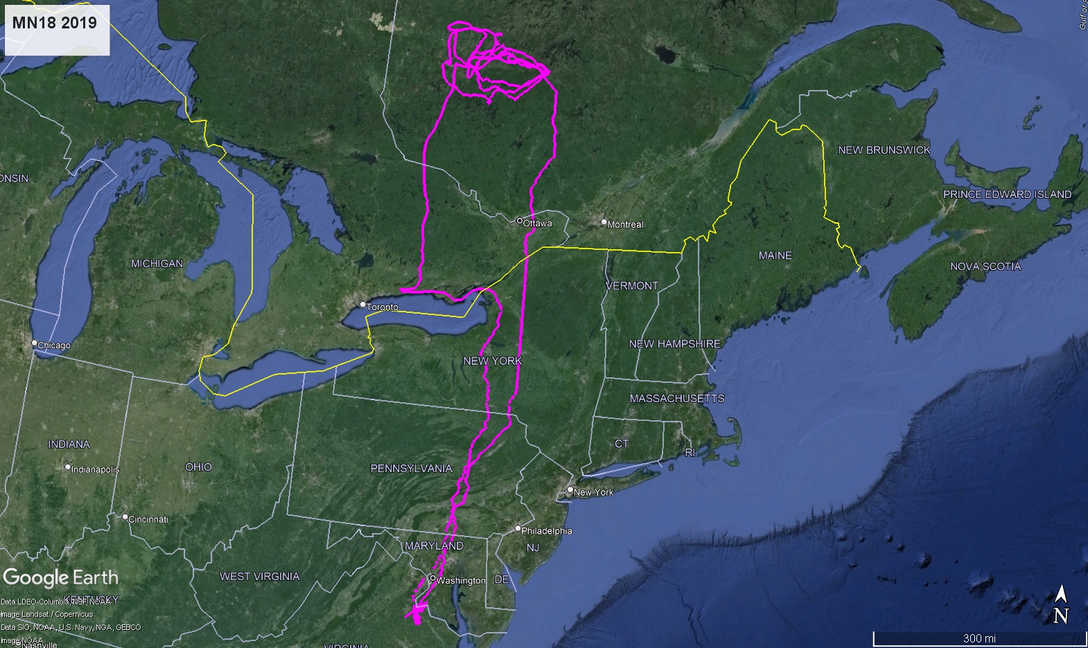 A Google Earth map with purple lines tracking the movements of an eagle.