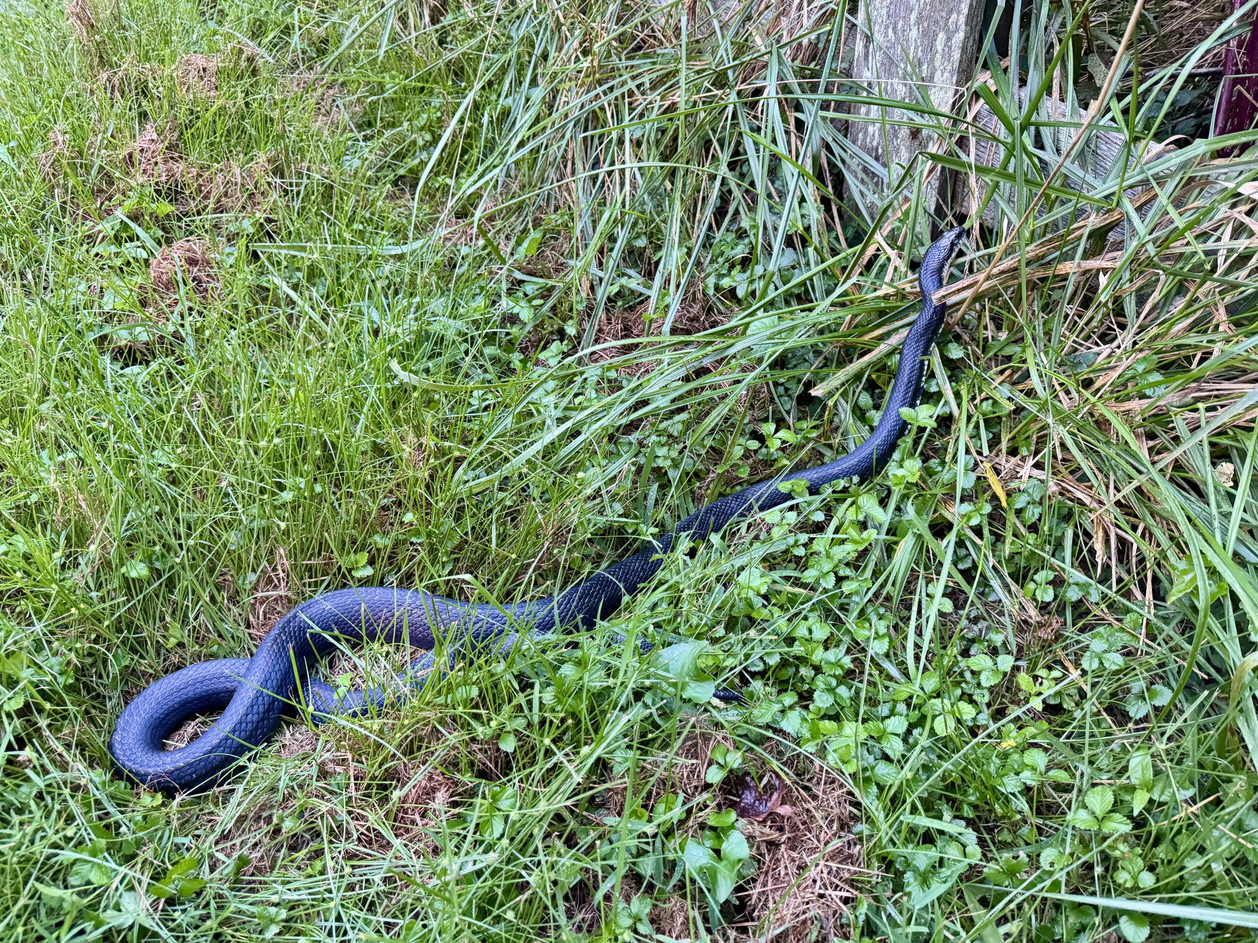 ratsnake patient in the wild