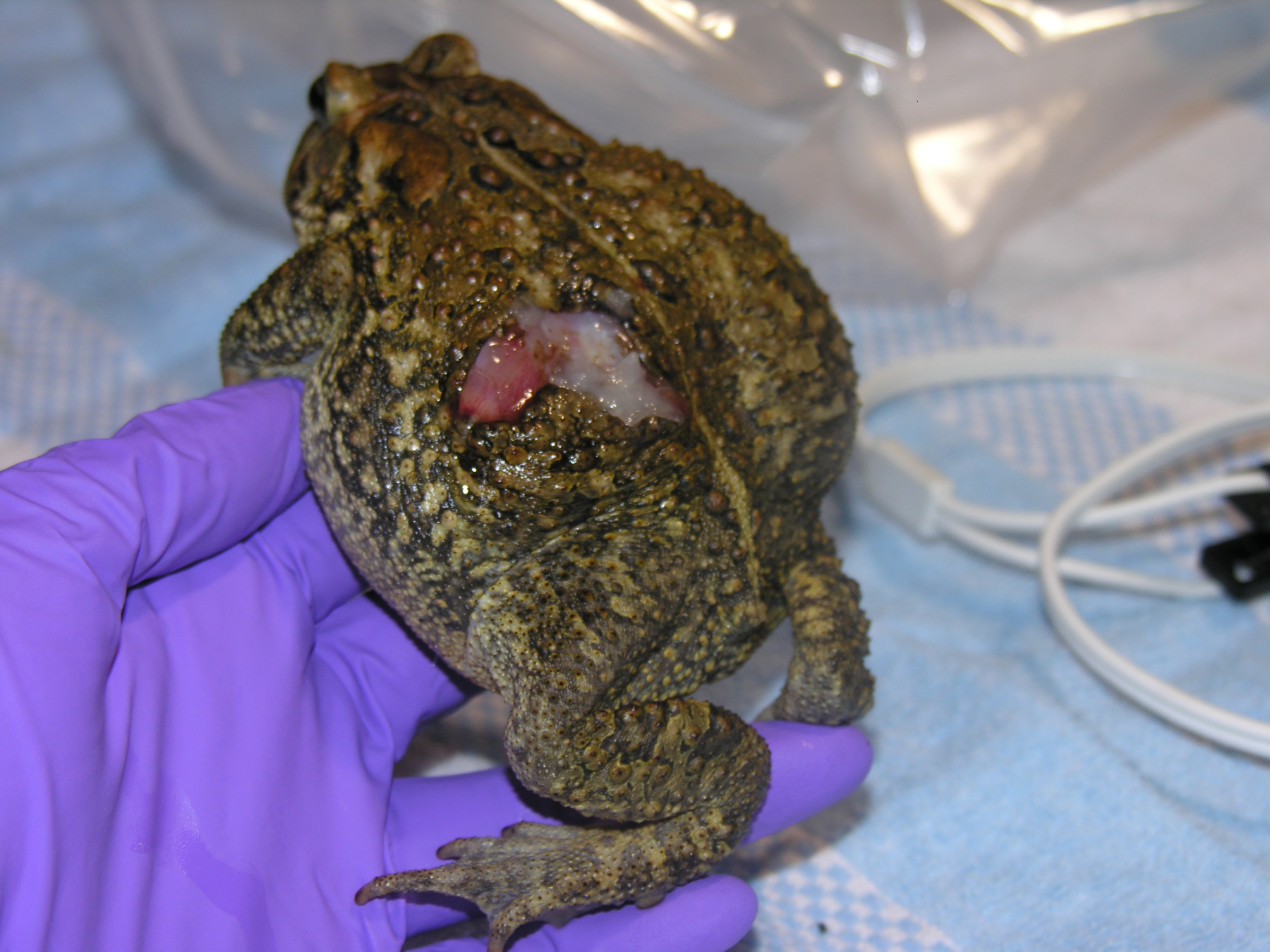 A large toad with a laceration on its back sits on a purple gloved hand.