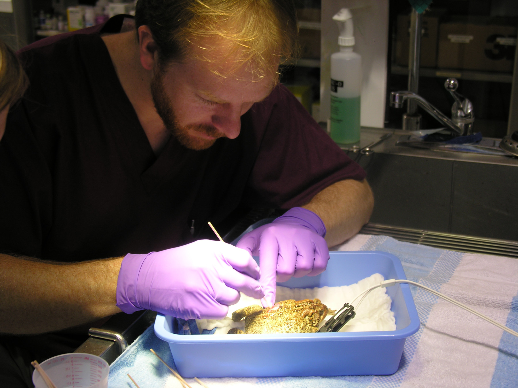A veterinarian wearing purple nitrile gloves carefully sutures the toad's laceration.