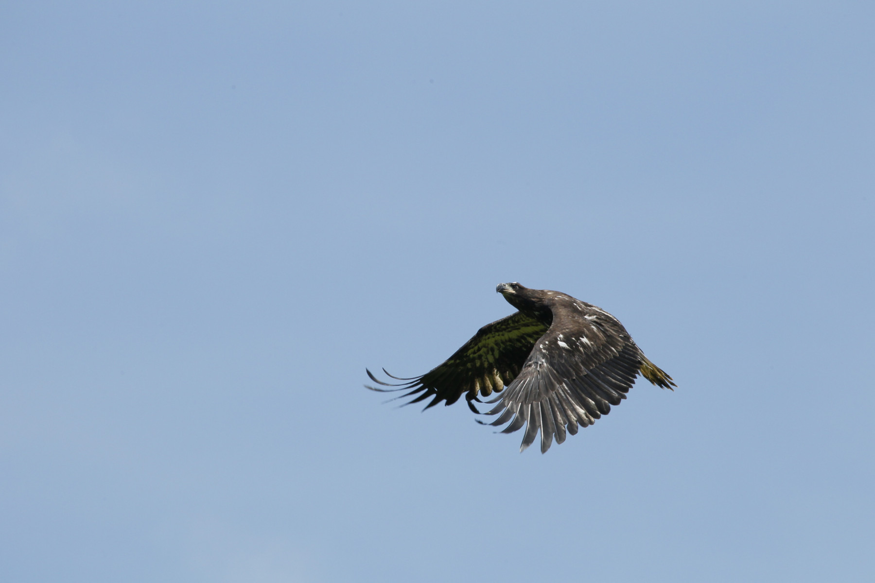 An immature Bald Eagle in the blue sky