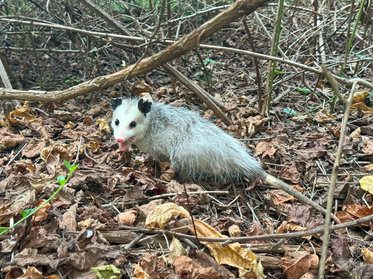 Opossum wandering off back to the wild