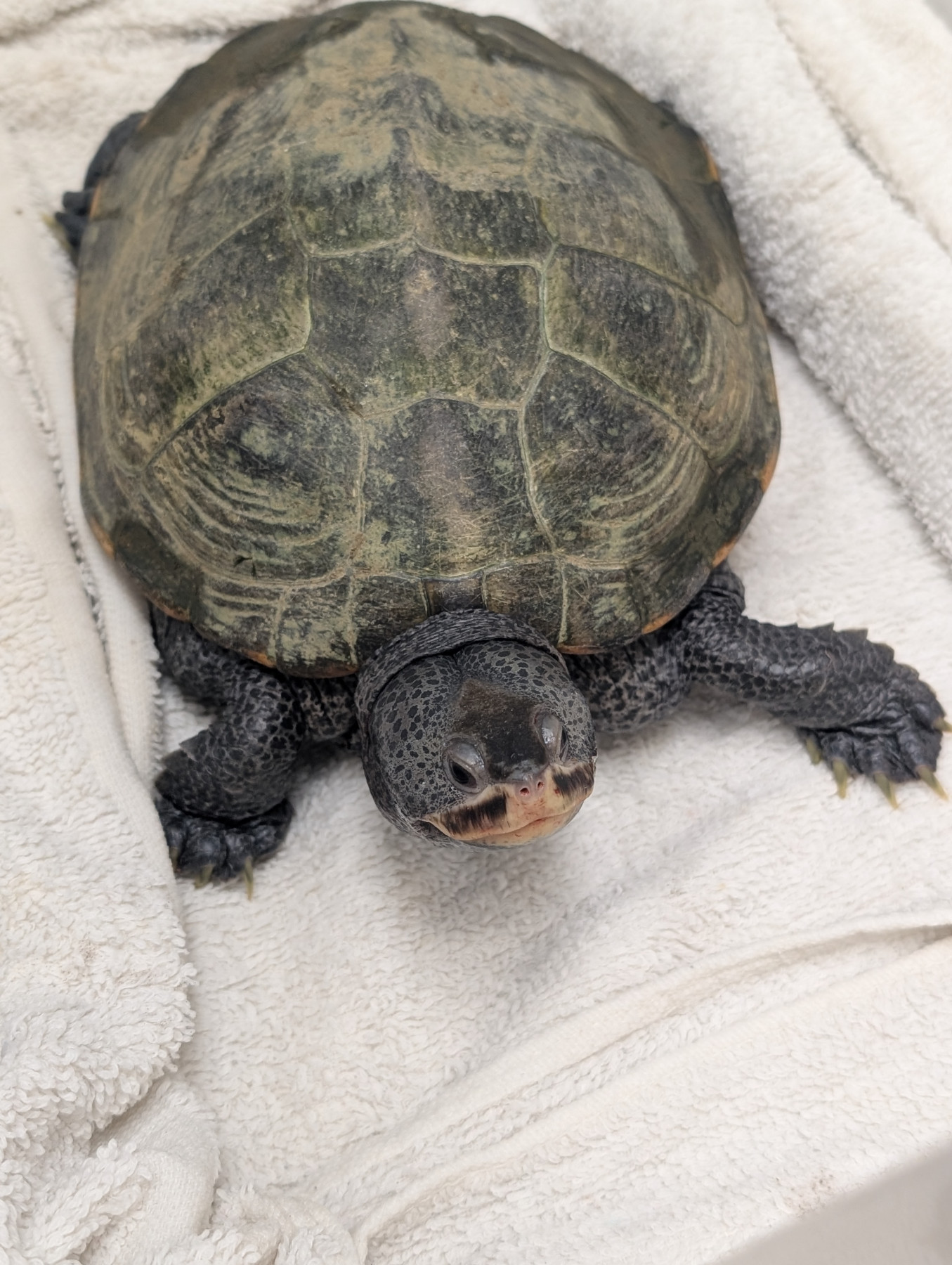 Terrapin patient sitting on towel