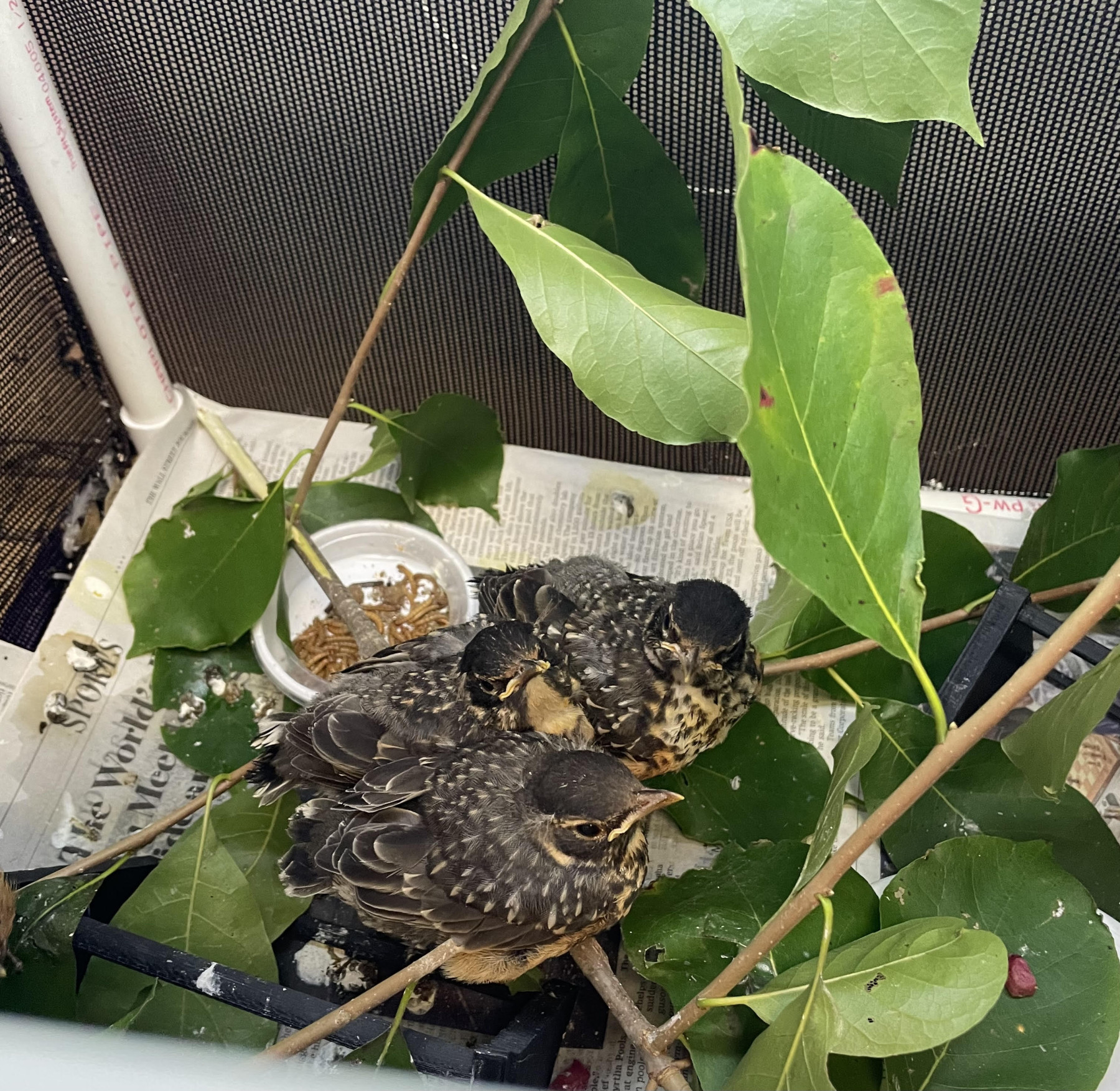 Robins sitting on branch waiting to be fed