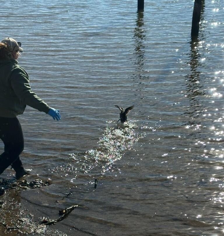 Ruddy Duck 25-4197 taking off into the water at the release site 