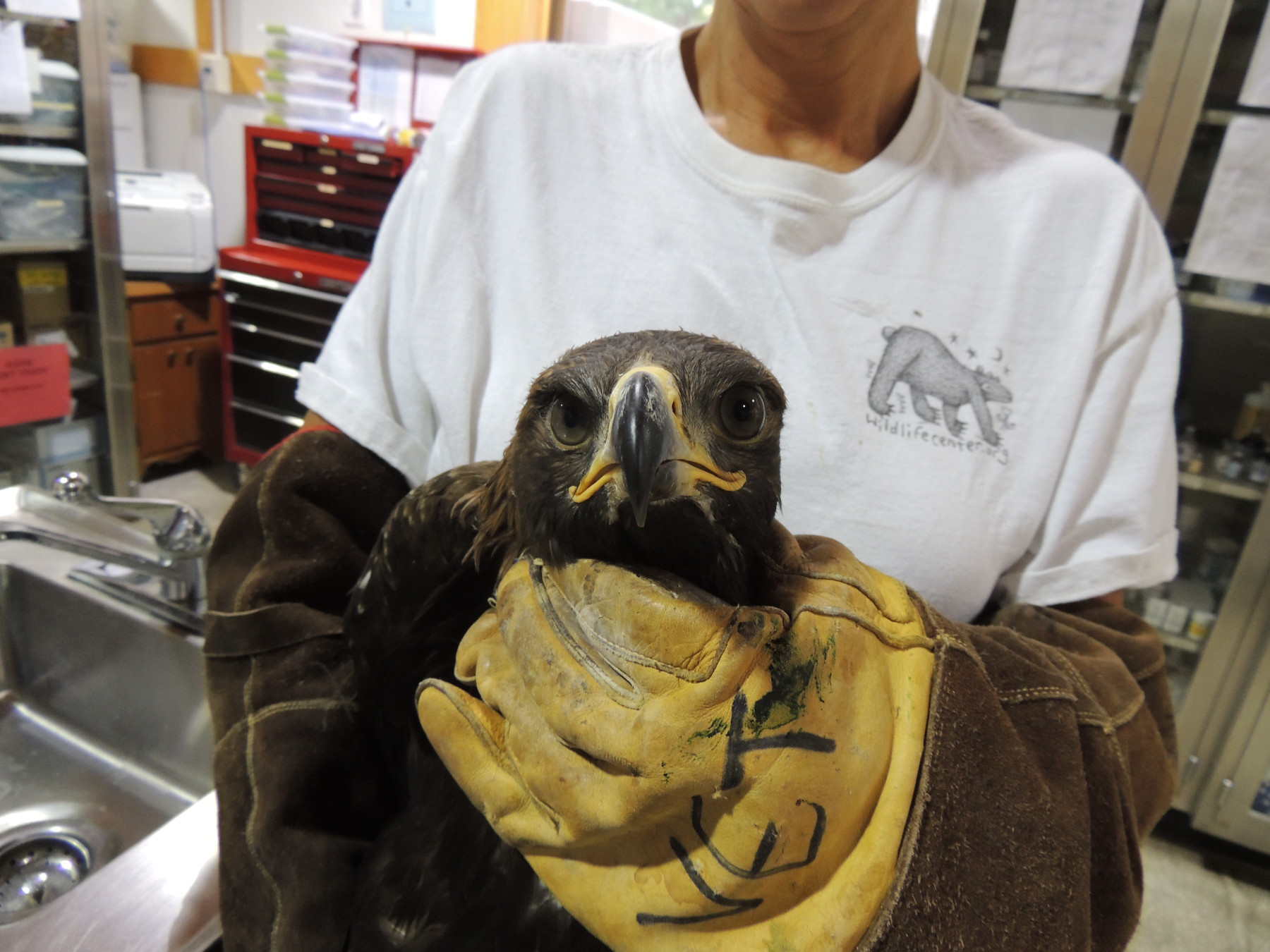 Saltville Golden Eagle Portrait