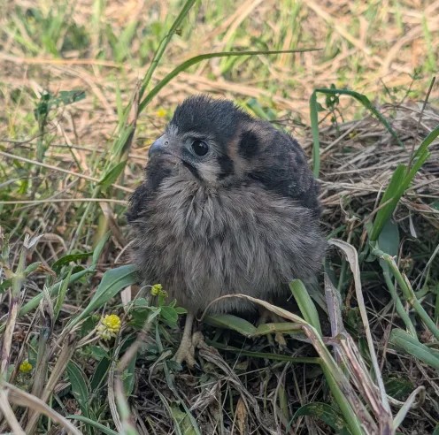 American Kestrel fledgling released outside