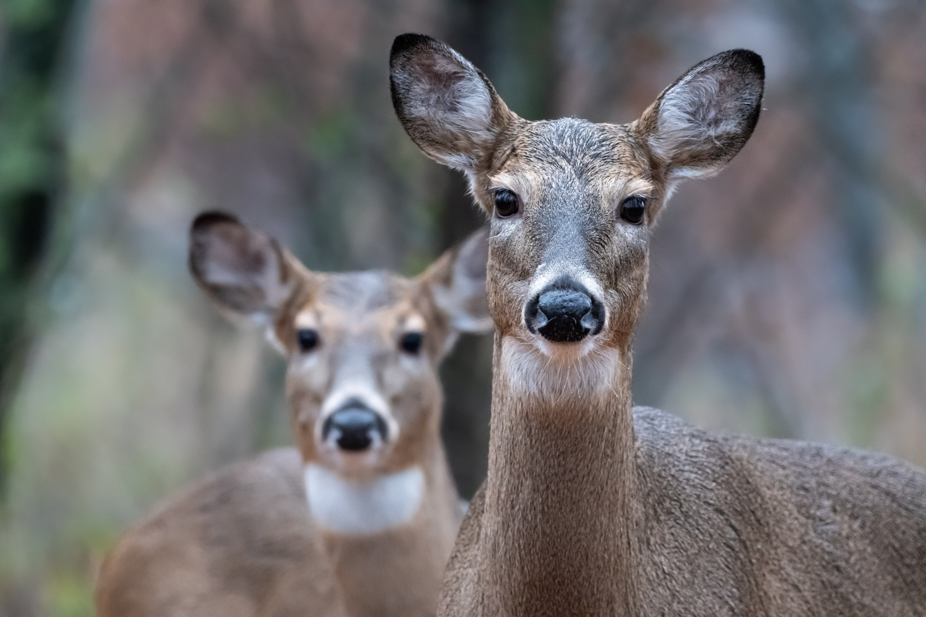 Two deer stare toward the camera