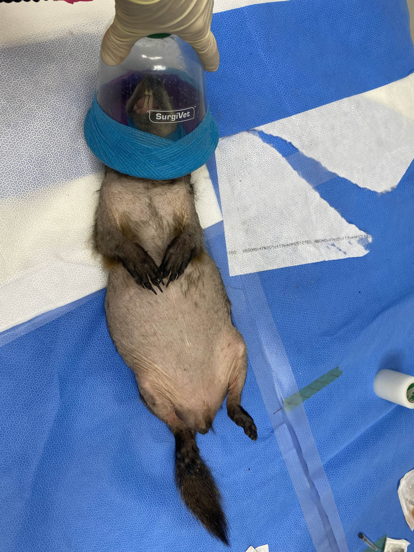 Woodchuck patient under anesthesia
