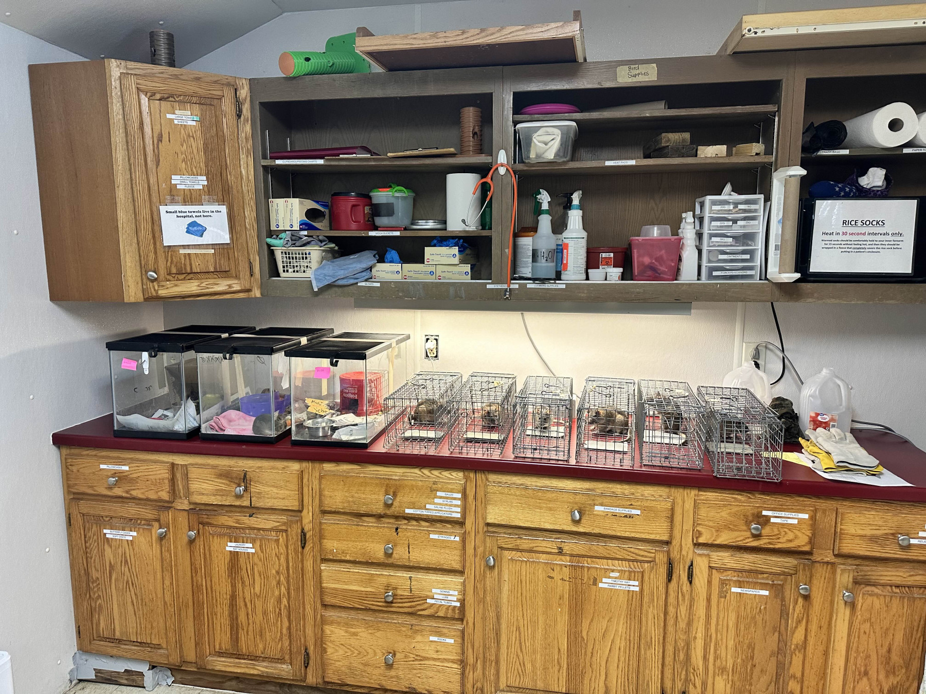 Nine Allegheny Woodrats in HavaHart traps and aquarium enclosures sitting on top of a counter.