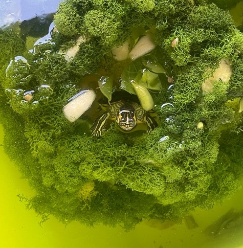 A small turtle in the center of a moss ball 